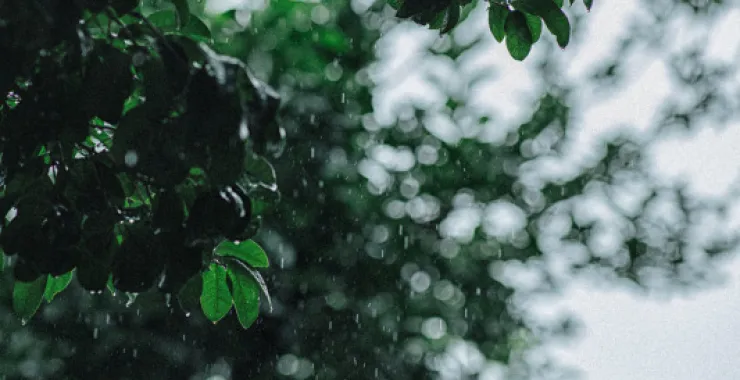 余姚下雨天露水植物叶子烟雨蒙蒙清晨小雨绿植绿色植物树