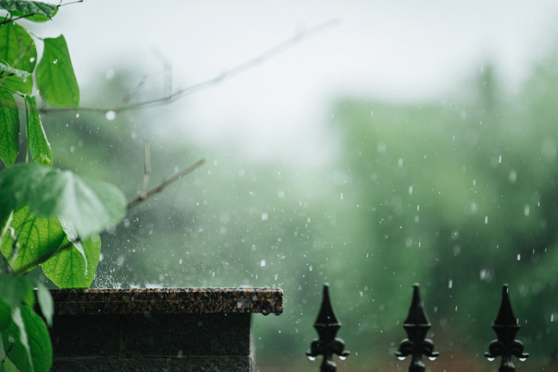 余姚下雨天露水植物叶子烟雨蒙蒙清晨小雨绿植绿色植物树