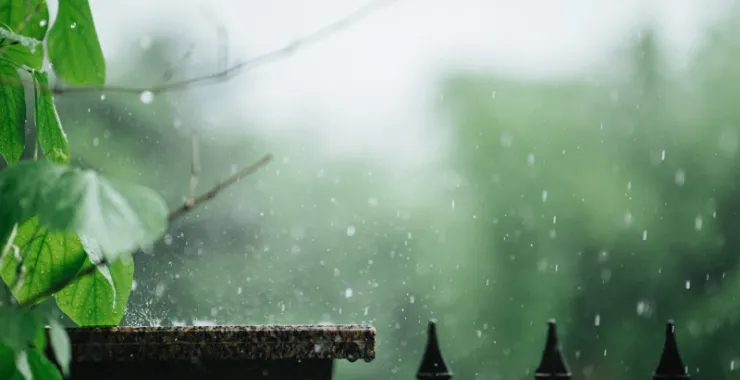 余姚下雨天露水植物叶子烟雨蒙蒙清晨小雨绿植绿色植物树