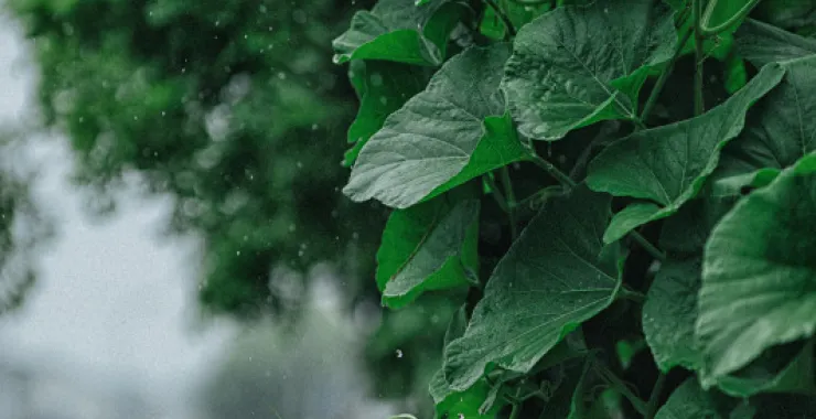 余姚下雨天露水植物叶子烟雨蒙蒙清晨小雨绿植绿色植物树