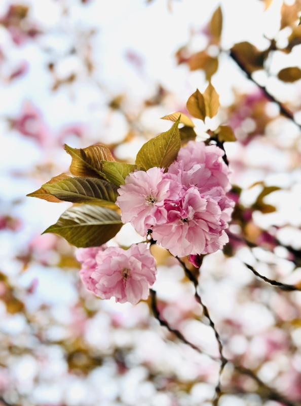 春天春季樱花赏花春色花卉鲜花桃花