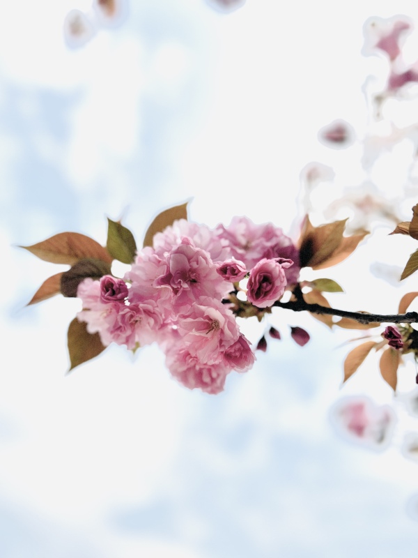 春天春季樱花赏花春色花卉鲜花桃花