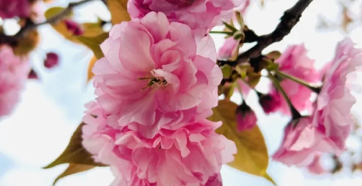 春天春季樱花赏花春色花卉鲜花桃花