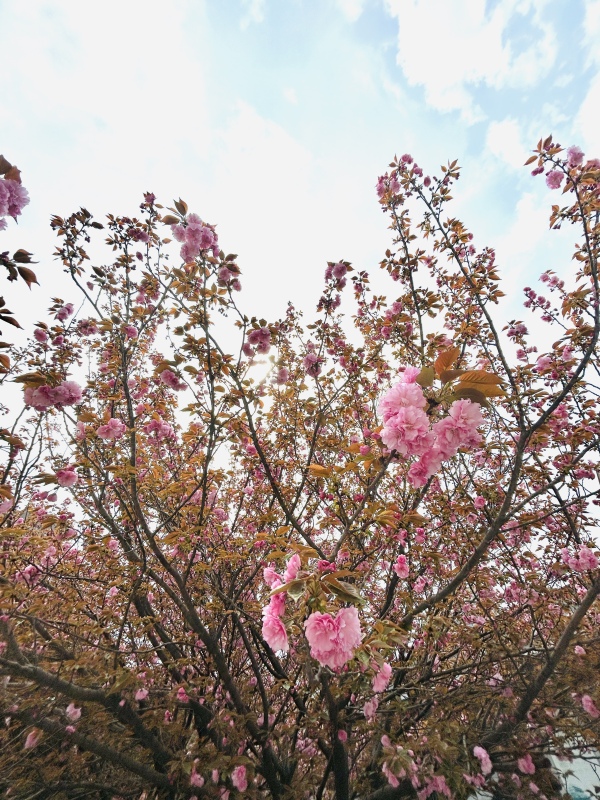 春天春季樱花赏花春色花卉鲜花桃花