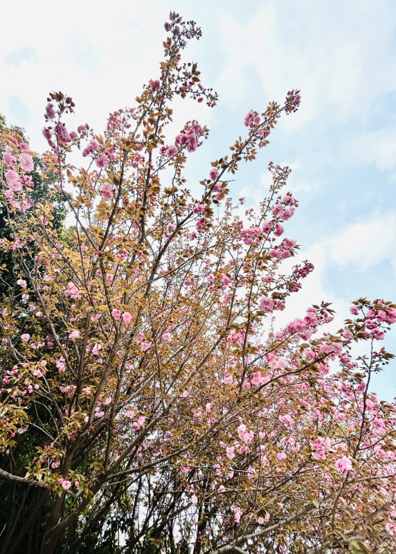 春天春季樱花赏花春色花卉鲜花桃花