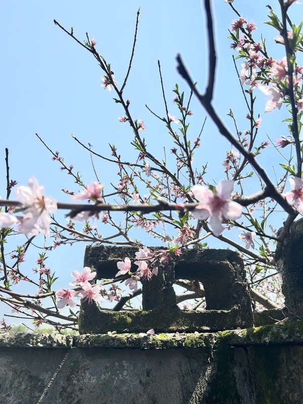 春天春季桃花赏花墙公园春色