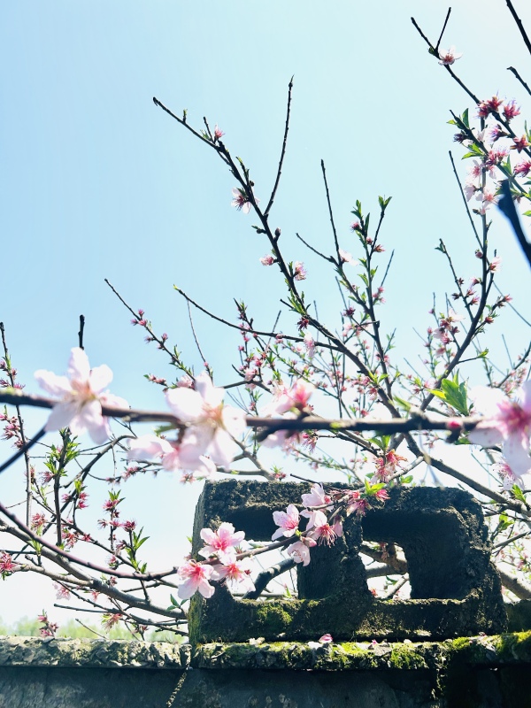 春天春季桃花赏花墙公园春色