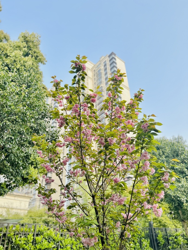 春天小区绿化春季樱花春色绿色鲜花