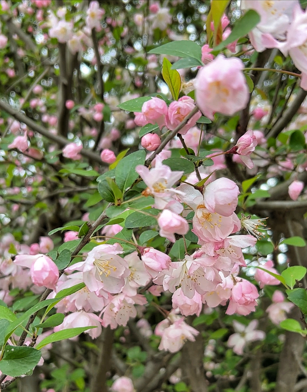 春天春季花卉赏花鲜花春色红花粉色花