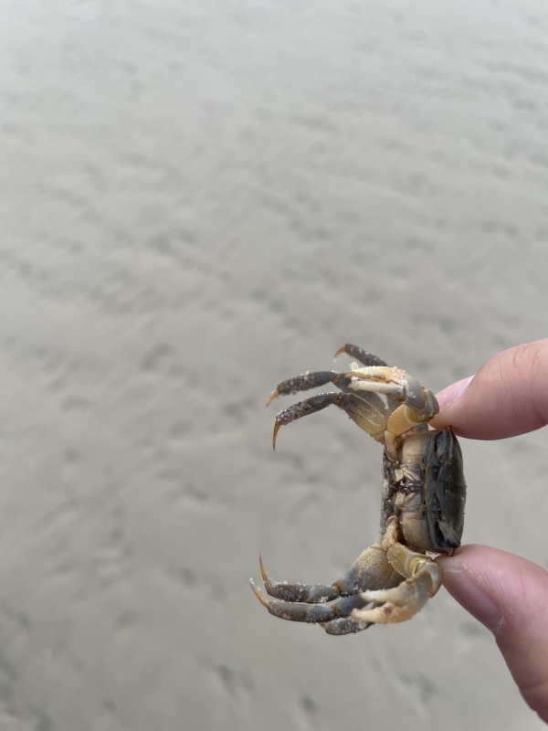 广西北海 涠洲岛 海 沙滩 日落 晚霞 赶海 小沙蟹小螃蟹