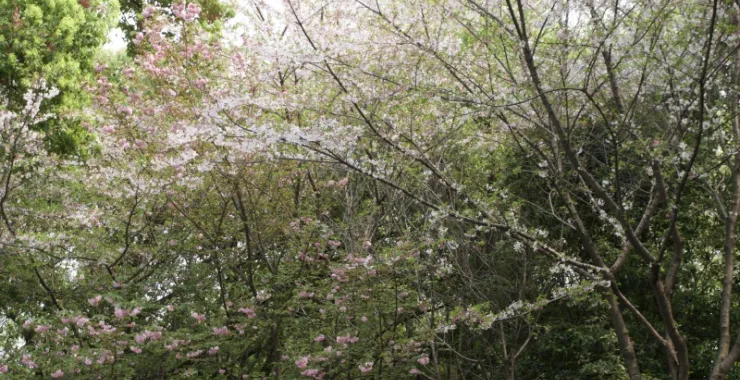 湖北五武汉 烟花 美景 花鲜花春色春天