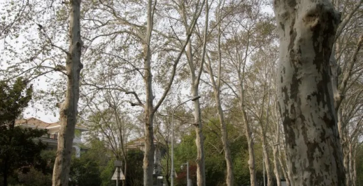 湖北武汉 东湖 花 美景 小道街景汽车大树马路街道