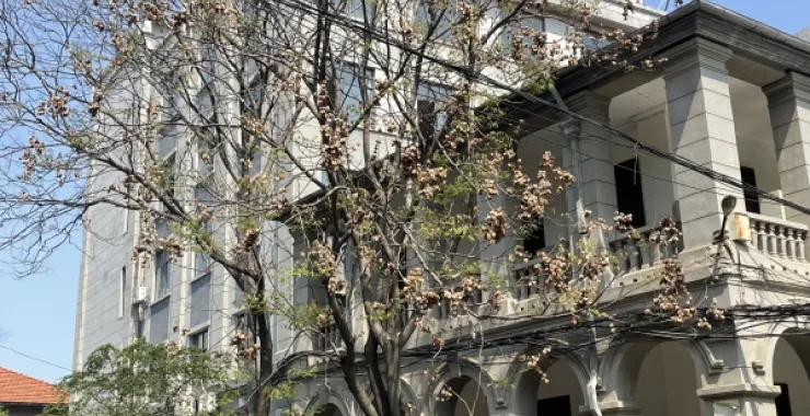湖北武汉 昙华林 知名景点 花