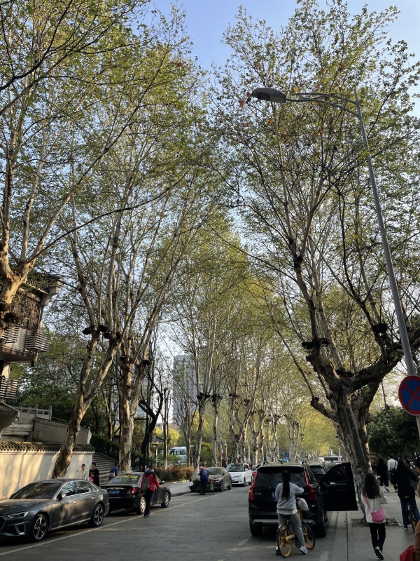 湖北武汉 街道 黄鹤楼路大树交通马路