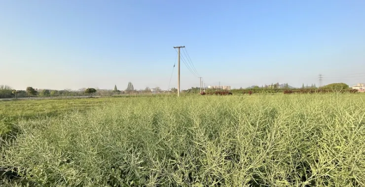 农村农作物菜籽油菜春天榨油
