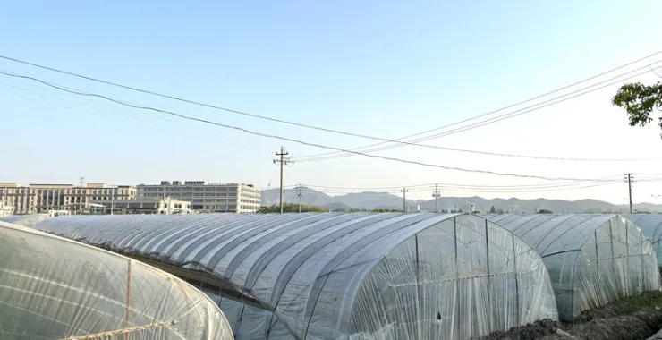 农村大棚蔬菜种植农作物种菜