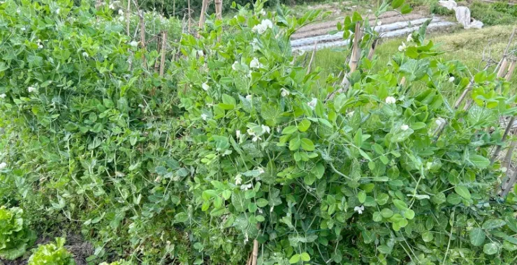 农村农作物蚕豆豌豆蔬菜绿色春天