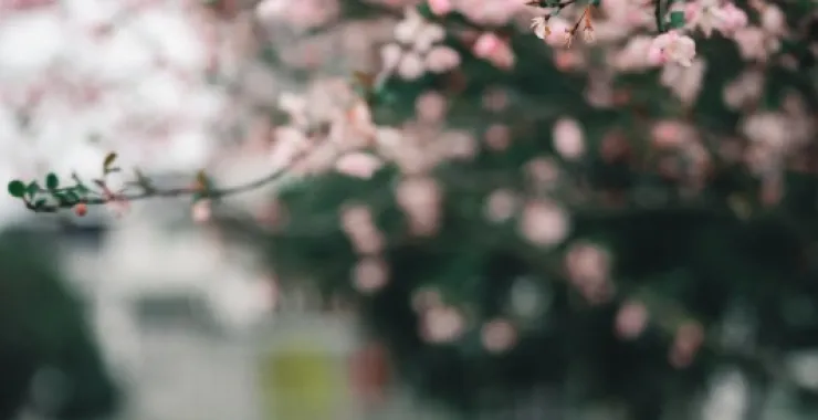 余姚春天立春分春暖花开梅花杏花桃花盛开春色唯美