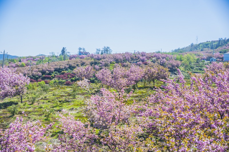 余姚四明山国家森林公园植物树木满山遍野樱花