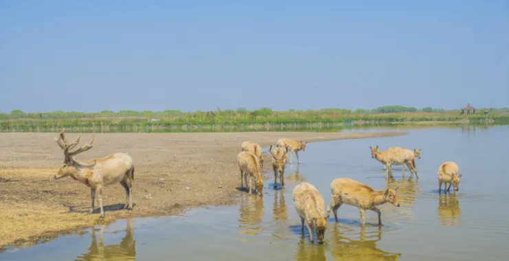 杭州湾湿地公园特色风景景点旅游郊游拍照打卡动物鹿