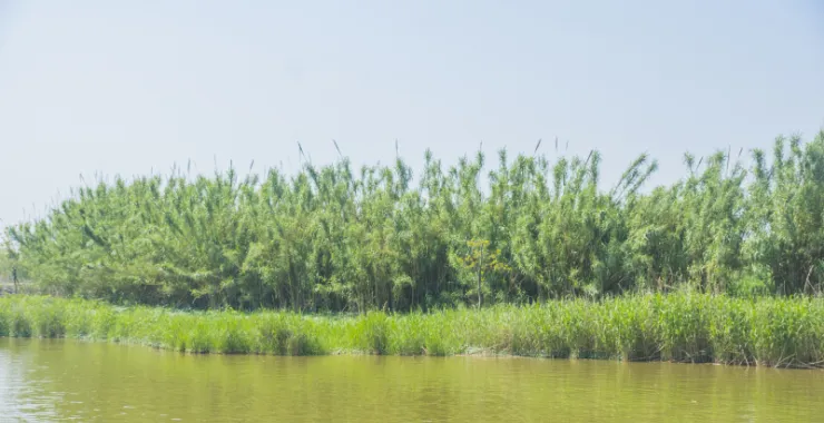 杭州湾湿地公园特色风景景点旅游郊游拍照打卡芦苇
