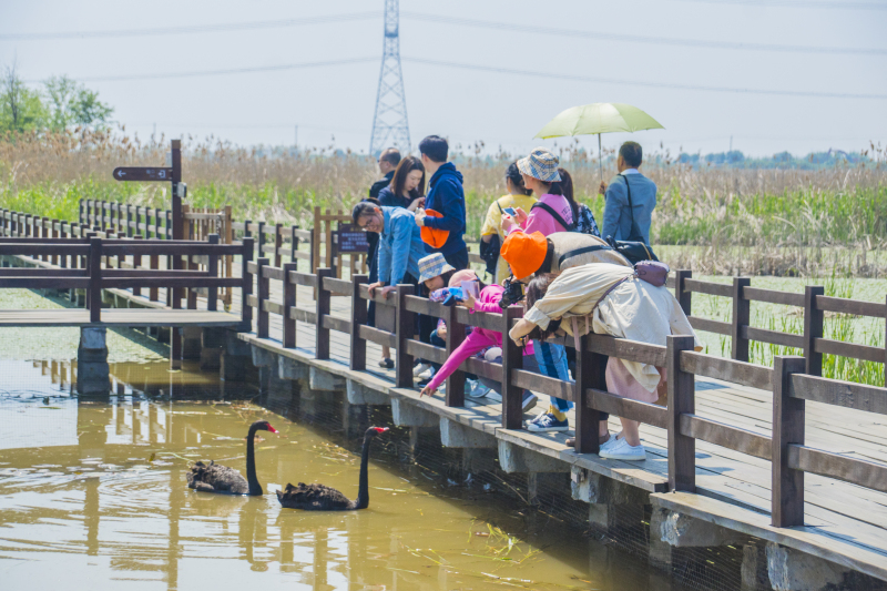 杭州湾湿地公园特色风景景点旅游郊游拍照打卡人物人群背影黑天鹅