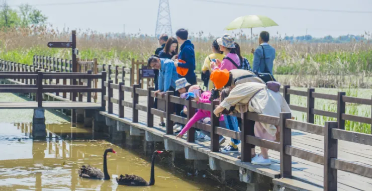 杭州湾湿地公园特色风景景点旅游郊游拍照打卡人物人群背影黑天鹅