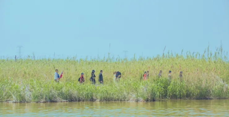 杭州湾湿地公园特色风景景点旅游郊游拍照打卡人物人群背影芦苇丛