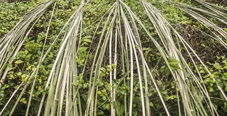 余姚传统民间手艺纯手工艺做扫帚劳动篾