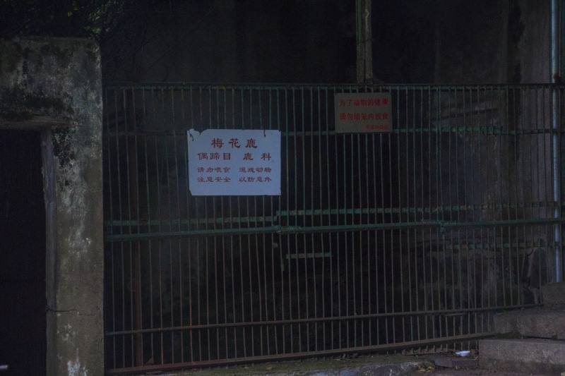 余姚龙泉山动物园梅花鹿