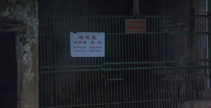 余姚龙泉山动物园梅花鹿