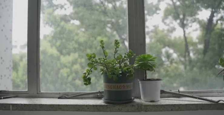 老的余姚图书馆窗台绿植窗户