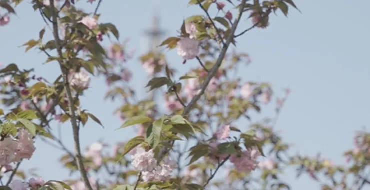 春天樱花蓝天春色公园鲜花植物
