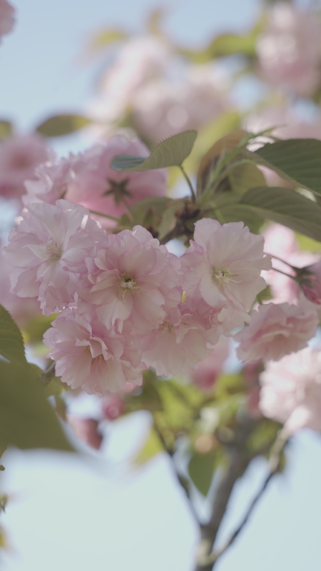 春天樱花蓝天春色公园鲜花植物