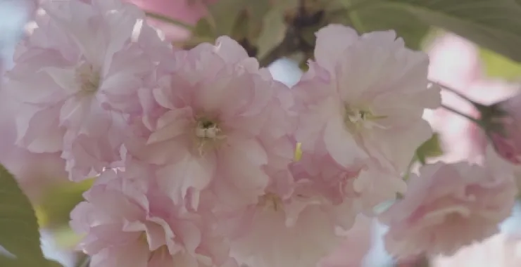 春天樱花蓝天春色公园鲜花植物