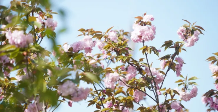 春天樱花粉色蓝天春色公园鲜花植物