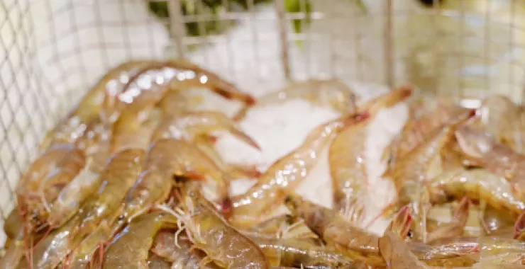 对虾海鲜自助餐活虾 美食