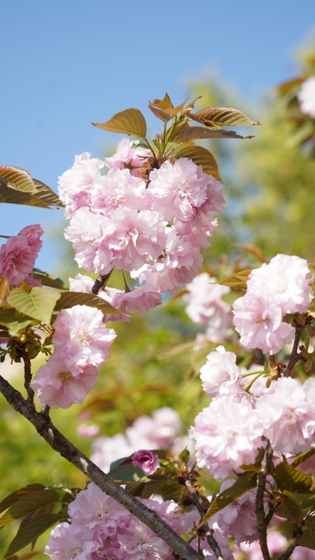 春天樱花粉色蓝天春色公园鲜花植物