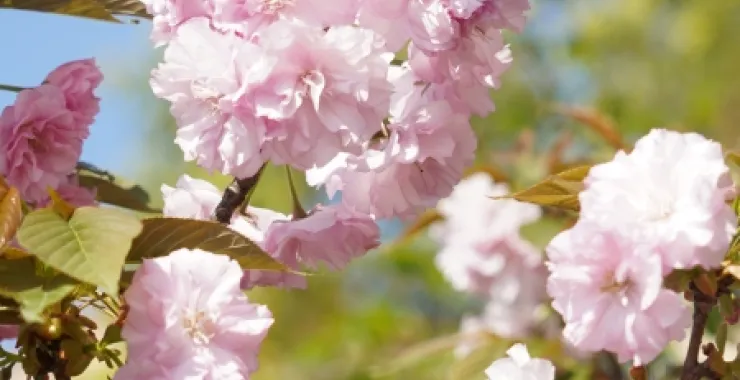 春天樱花粉色蓝天春色公园鲜花植物
