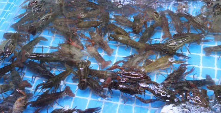 活龙虾新鲜小龙虾