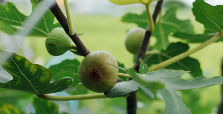 余姚特色水果秋收无花果