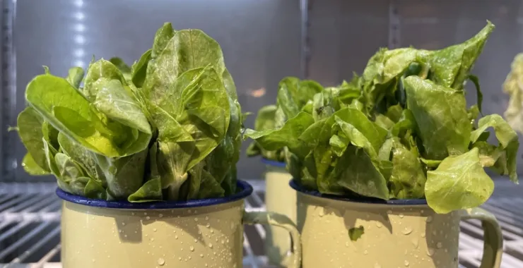 菠菜火锅配菜蔬菜美食