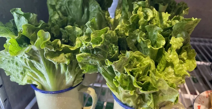 生菜火锅配菜涮菜美食