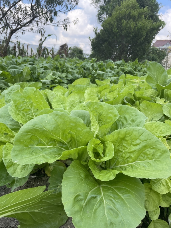 小白菜青菜蔬菜自家种植绿色有机