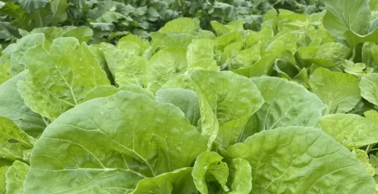 小白菜青菜蔬菜自家种植绿色有机