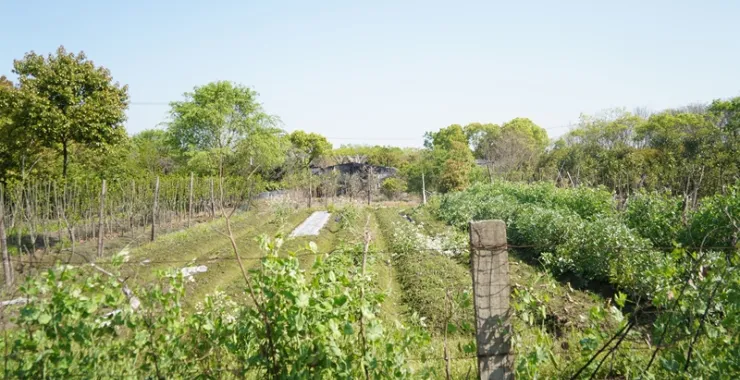 田野蔬菜种植擦蚕豆农村