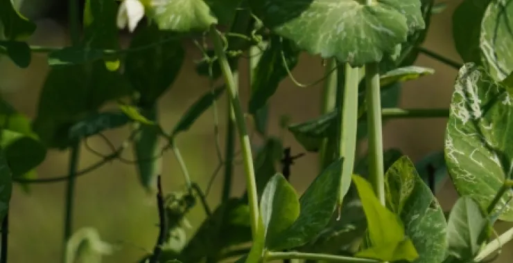 田野蔬菜种植蚕豆农村