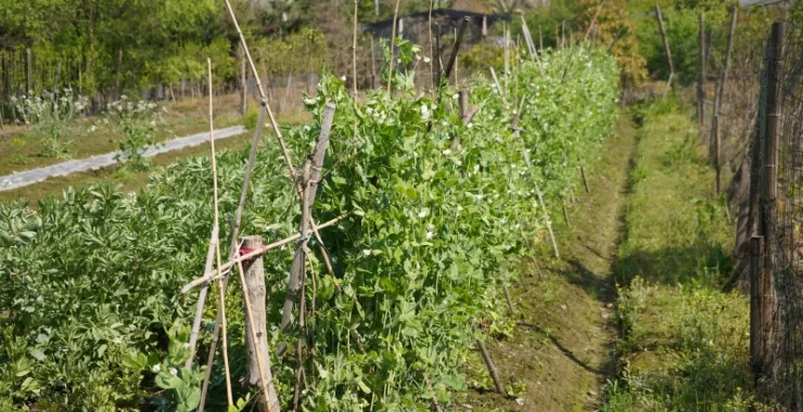 田野蔬菜种植蚕豆农村