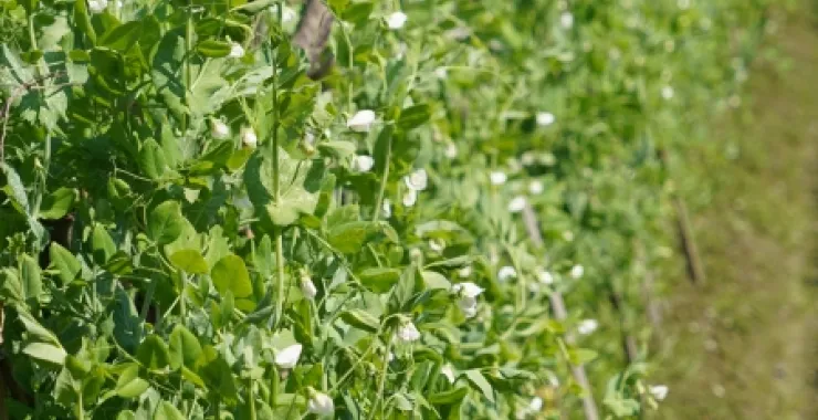 田野蔬菜种植蚕豆农村