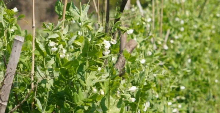 田野蔬菜种植蚕豆农村